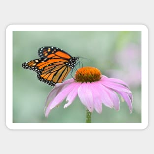 Monarch Butterfly Sticker